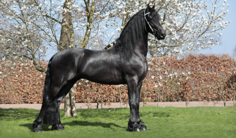 Willem 508