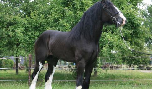 Obelix Stables Mr Daylight