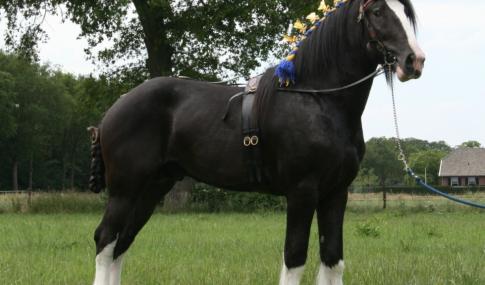 Obelix Stables Mr Wilson