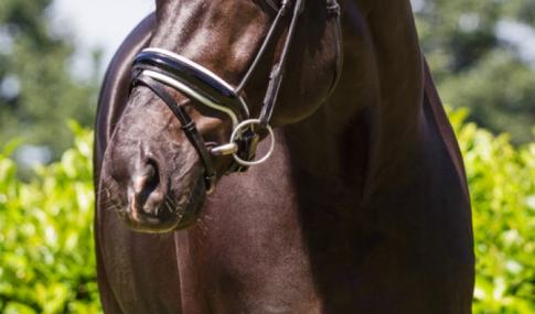 Stiffelio