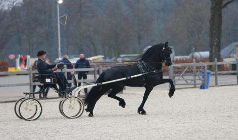 Jurre 495