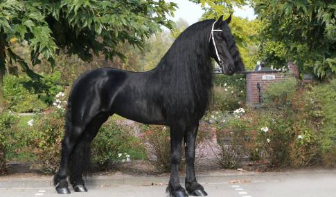Jouwe 485