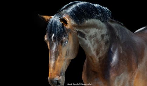 Mister Diamant