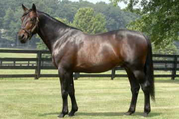 Muscles Yankee