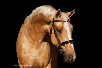 Orthus