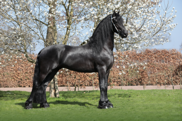 Willem 508