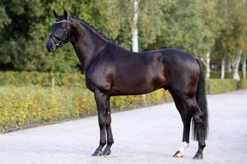D'Joep