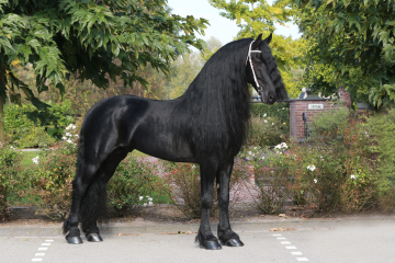 Jouwe 485