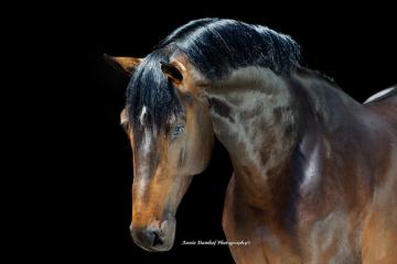 Mister Diamant